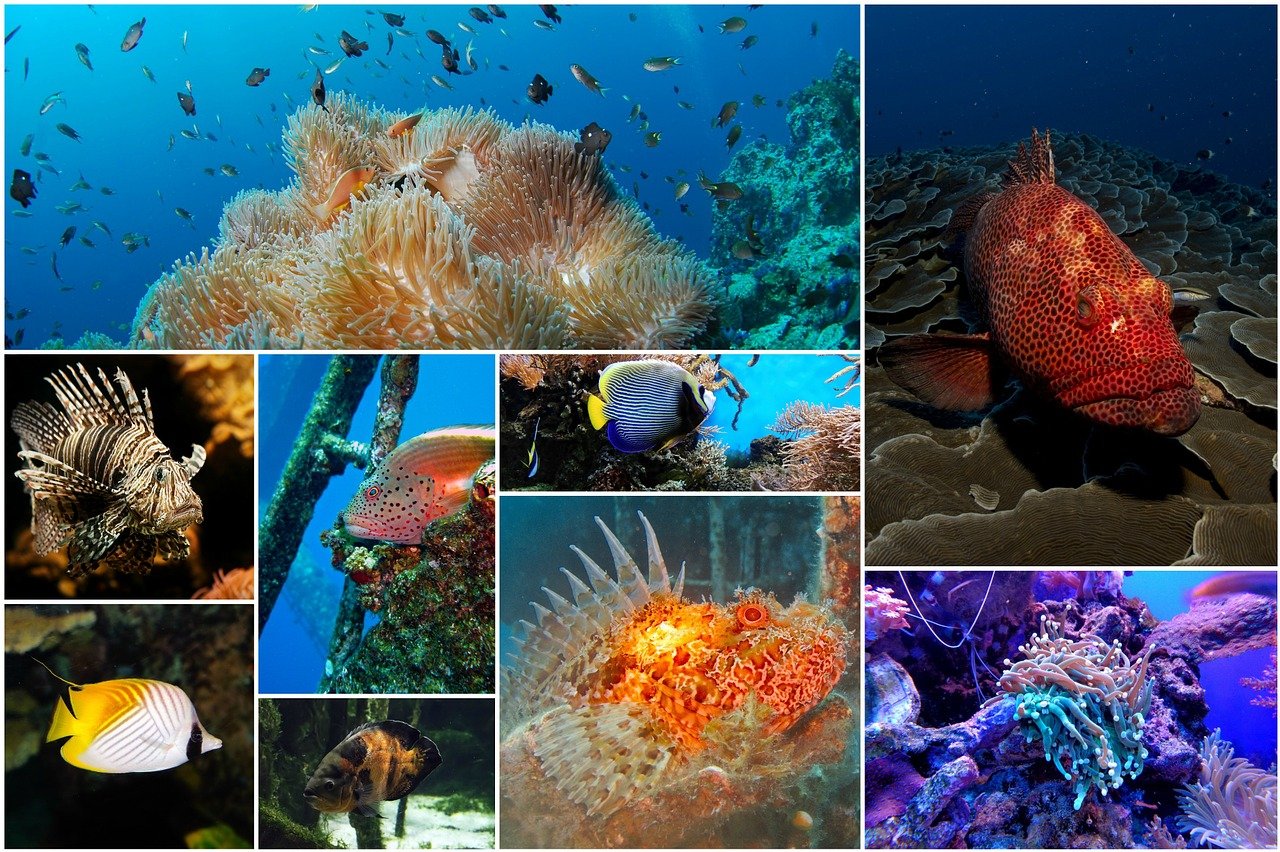 fish collage, photo collage, underwater-1502404.jpg